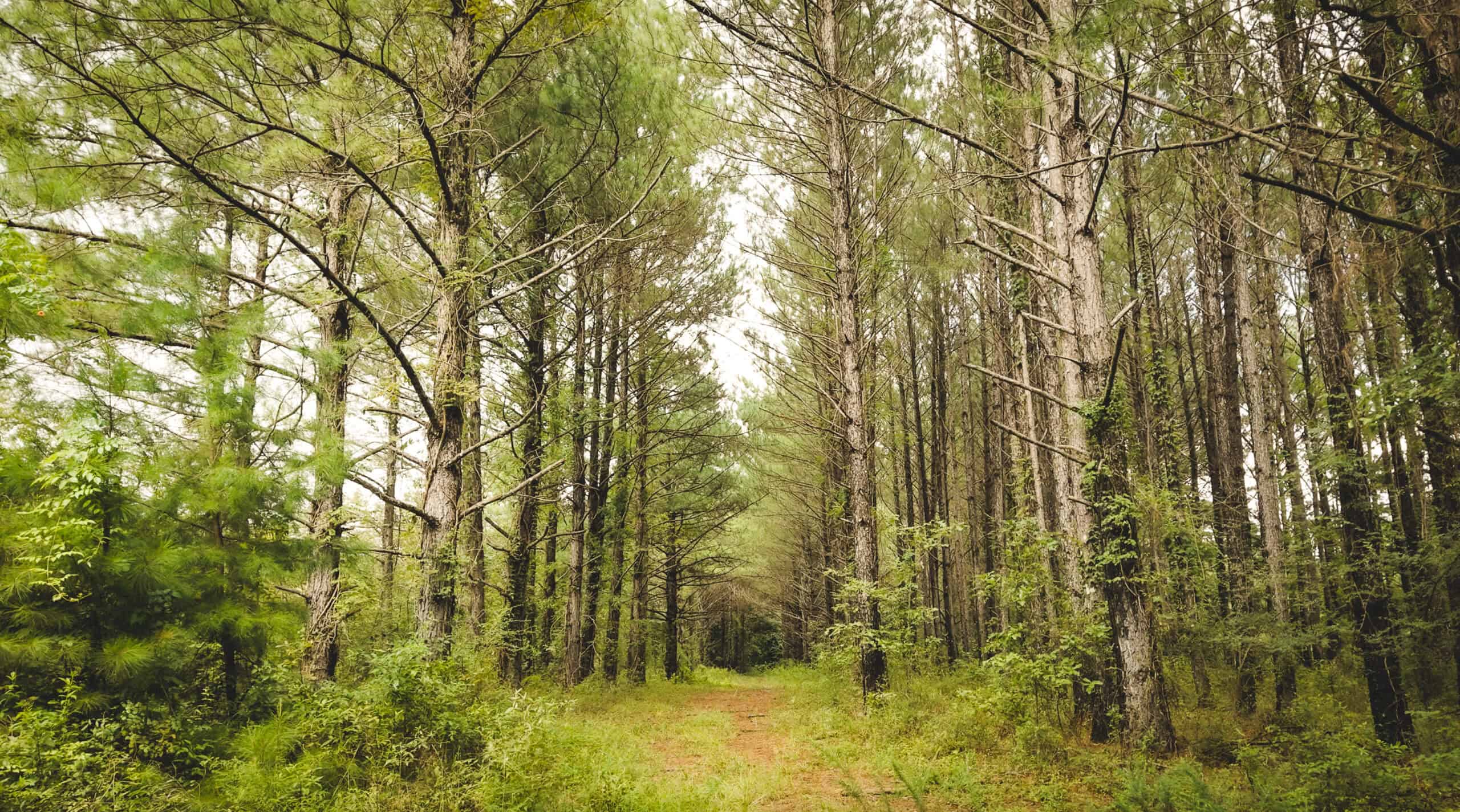 River Trails 127 | 127 Acres | Montezuma, GA